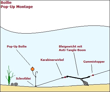 Joseph Banks Belang Kilimanjaro Haarmontage zum Angeln am Rhein, Tipps zum Angeln mit einer Boiliemontage,  Infos zu Karpfen-Montagen, Beispiele von Boiliemontagen